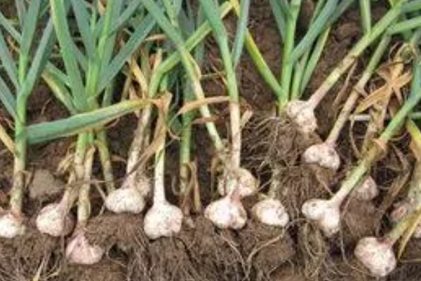 蒜苗的种植方法，播种时间为4月份下旬至5月份初