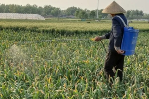蒜苗的种植方法，播种时间为4月份下旬至5月份初