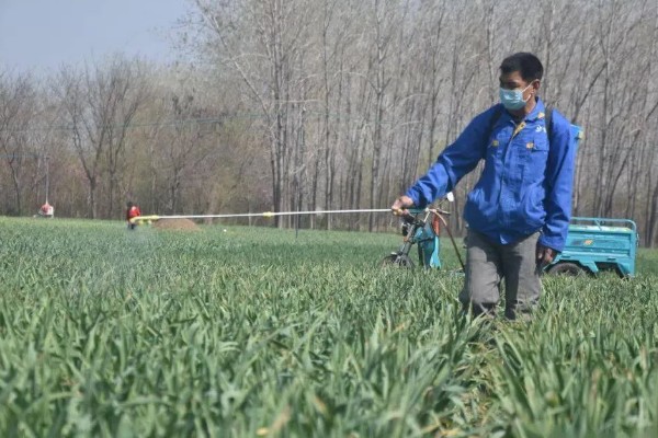 蒜苗的种植方法，播种时间为4月份下旬至5月份初