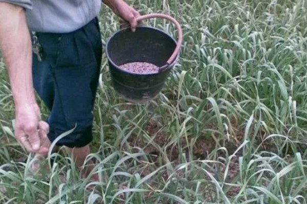 蒜苗的种植方法，播种时间为4月份下旬至5月份初