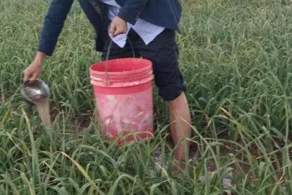蒜苗的种植方法，播种时间为4月份下旬至5月份初