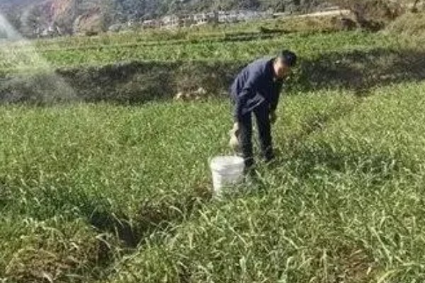 蒜苗的种植方法，播种时间为4月份下旬至5月份初