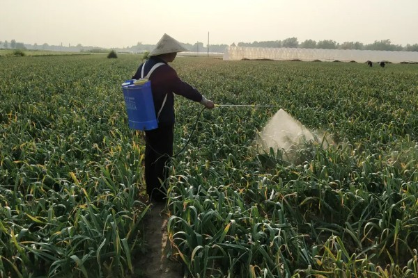 蒜苗的种植方法，播种时间为4月份下旬至5月份初