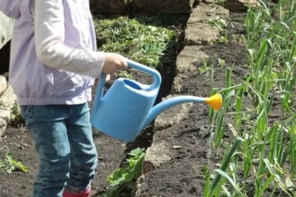 蒜苗的种植方法，播种时间为4月份下旬至5月份初
