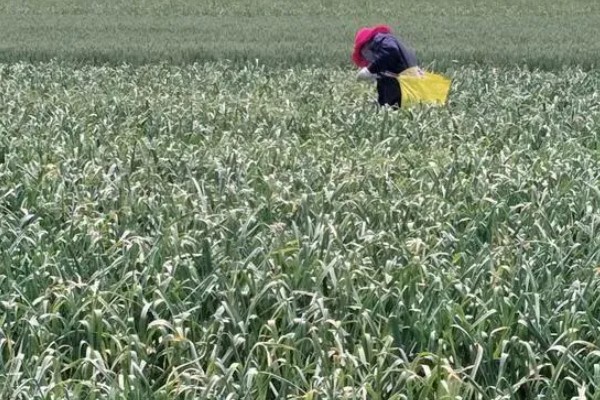 蒜苗的种植方法，播种时间为4月份下旬至5月份初