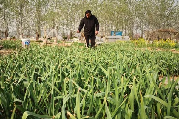 蒜苗的种植方法，播种时间为4月份下旬至5月份初