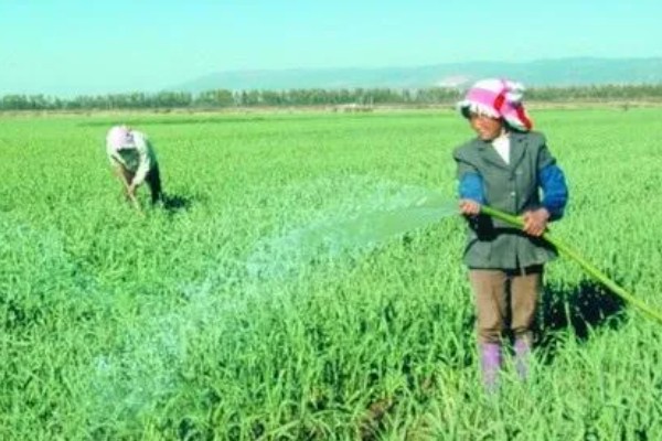 蒜苗的种植方法，播种时间为4月份下旬至5月份初