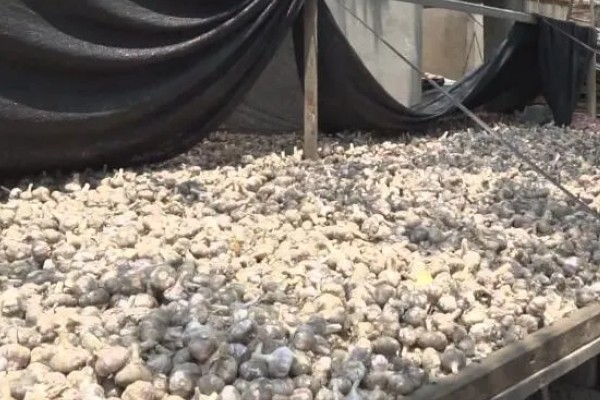 蒜苗的种植方法，播种时间为4月份下旬至5月份初