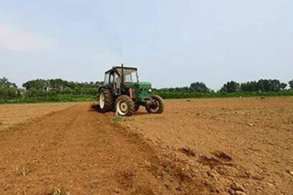 蒜苗的种植方法，播种时间为4月份下旬至5月份初