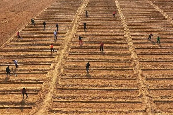 蒜苗的种植方法，播种时间为4月份下旬至5月份初