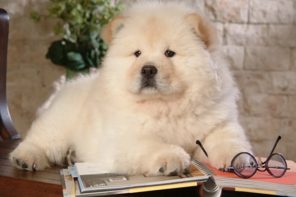 松狮犬好不好饲养，松狮犬好养