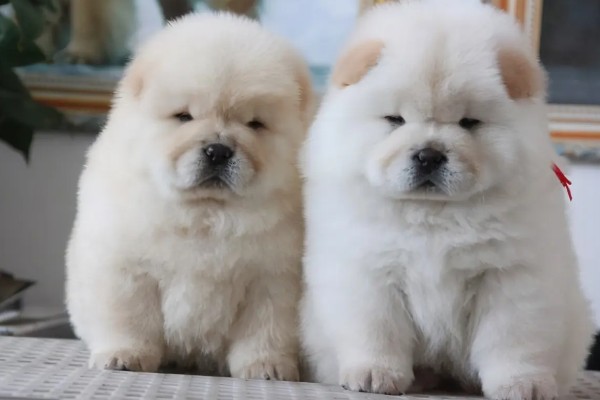 松狮犬好不好饲养，松狮犬好养