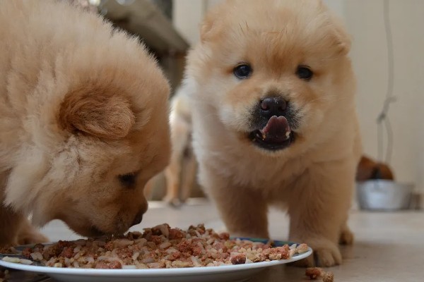 松狮犬好不好饲养，松狮犬好养