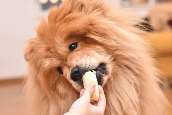 松狮犬好不好饲养，松狮犬好养