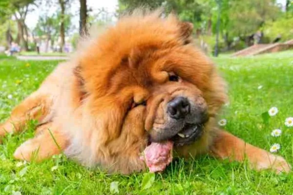 松狮犬好不好饲养，松狮犬好养