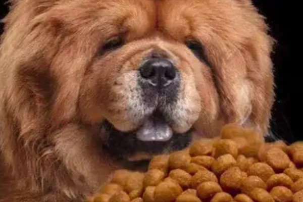 松狮犬好不好饲养，松狮犬好养
