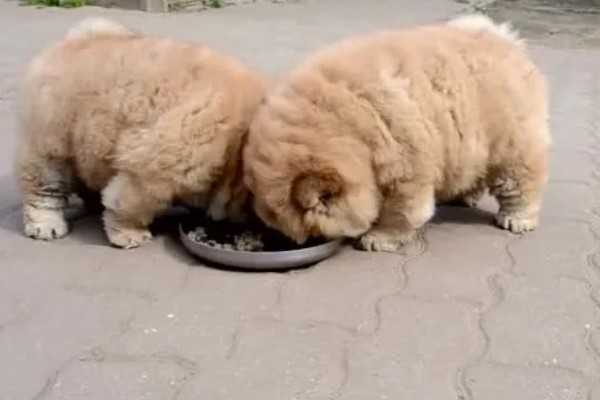 松狮犬好不好饲养，松狮犬好养