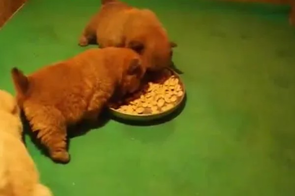 松狮犬好不好饲养，松狮犬好养