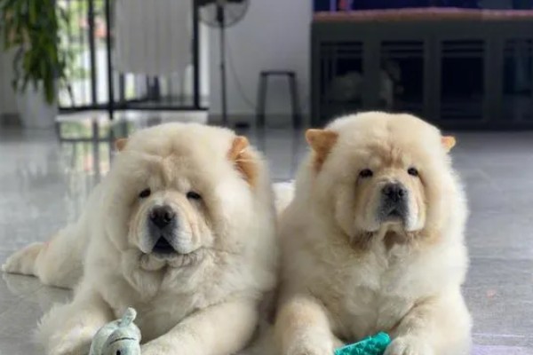 松狮犬好不好饲养，松狮犬好养