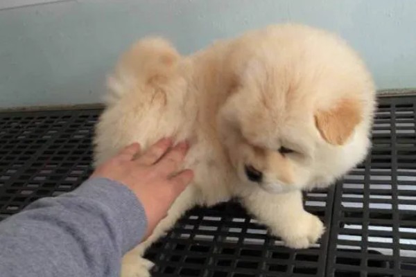 松狮犬好不好饲养，松狮犬好养
