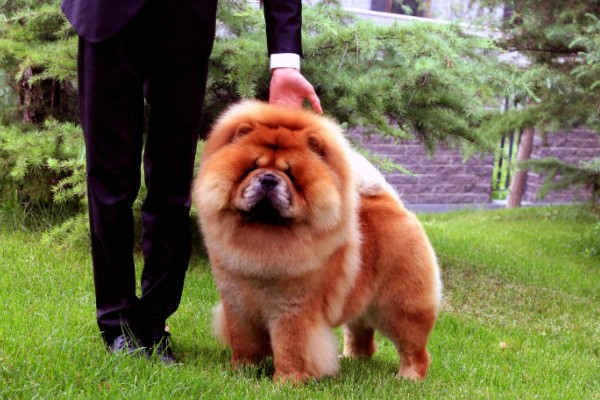 松狮犬好不好饲养，松狮犬好养