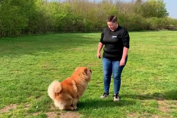 松狮犬好不好饲养，松狮犬好养
