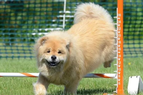 松狮犬好不好饲养，松狮犬好养