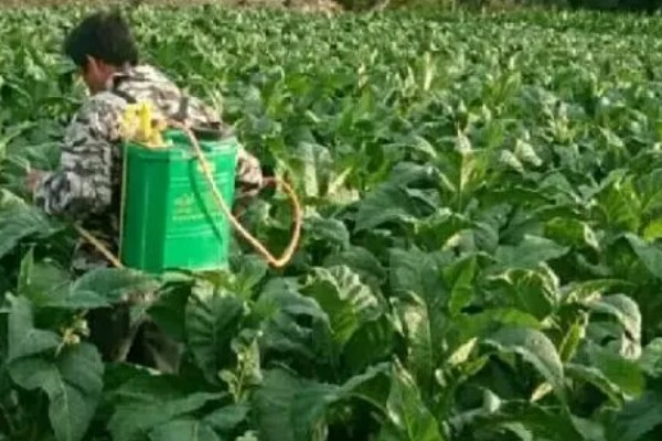 恶霉灵能不能叶面喷施，喷施后可以灭杀致病真菌