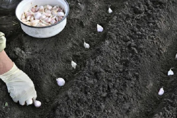 蒜苗的种植方法，播种时间为4月份下旬至5月份初
