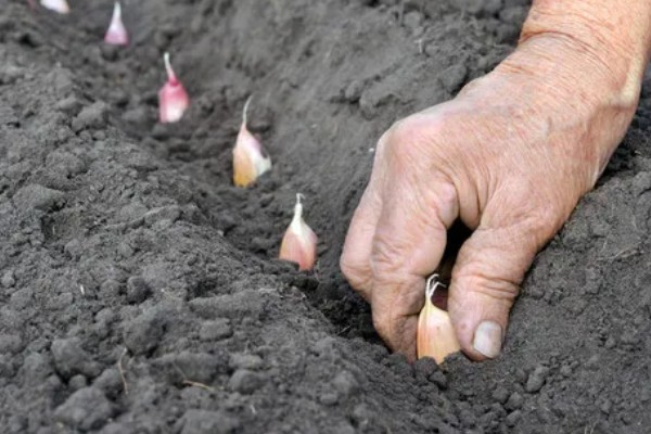 蒜苗的种植方法，播种时间为4月份下旬至5月份初