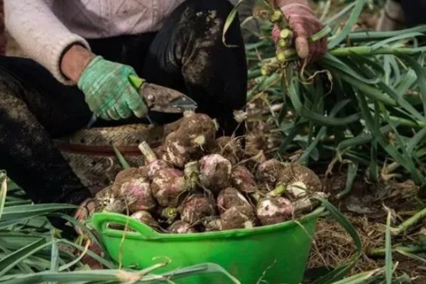 蒜苗的种植方法，播种时间为4月份下旬至5月份初