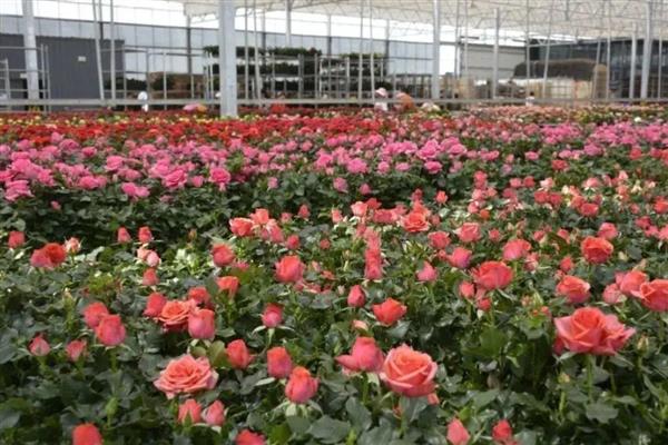 冬天种玫瑰花能不能活,冬季种植成活率相对比较低