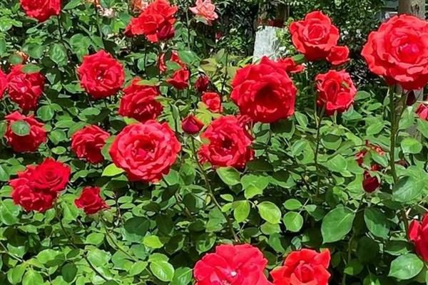 冬天种玫瑰花能不能活,冬季种植成活率相对比较低