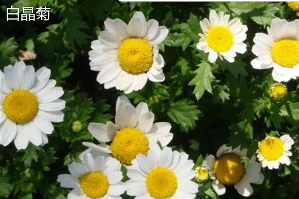 白晶菊和雏菊有什么区别,花朵大小、花瓣、花蕊等方面都不同