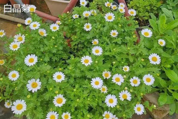 白晶菊和雏菊有什么区别,花朵大小、花瓣、花蕊等方面都不同