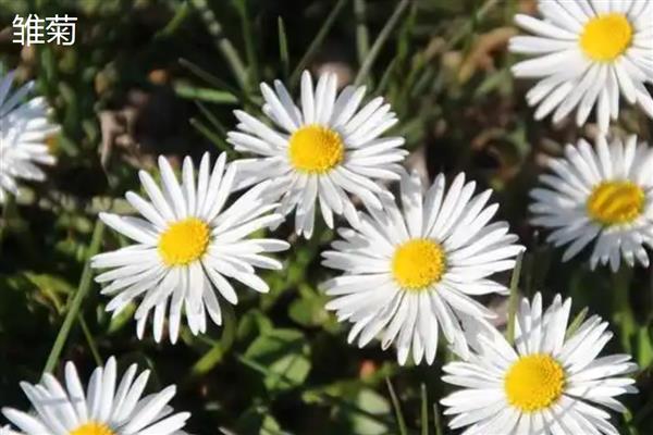 白晶菊和雏菊有什么区别,花朵大小、花瓣、花蕊等方面都不同