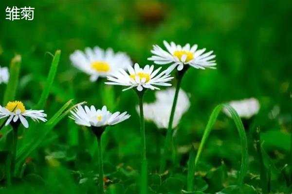 白晶菊和雏菊有什么区别,花朵大小、花瓣、花蕊等方面都不同