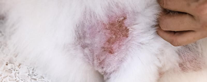 狗狗真菌与细菌感染的区别，症状不同