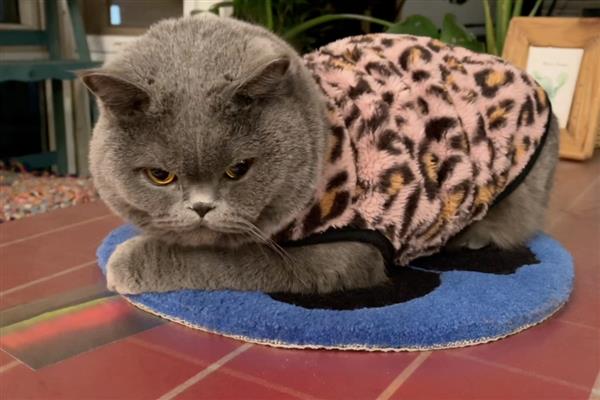猫下泌尿道疾病的病因，干食物中的镁是形成的主要原因