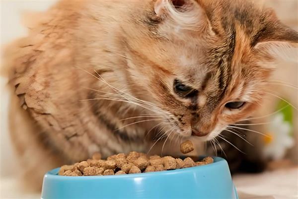 猫下泌尿道疾病的病因，干食物中的镁是形成的主要原因