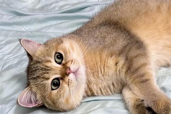 猫下泌尿道疾病的病因，干食物中的镁是形成的主要原因