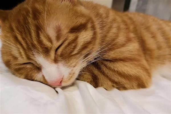猫下泌尿道疾病的病因，干食物中的镁是形成的主要原因