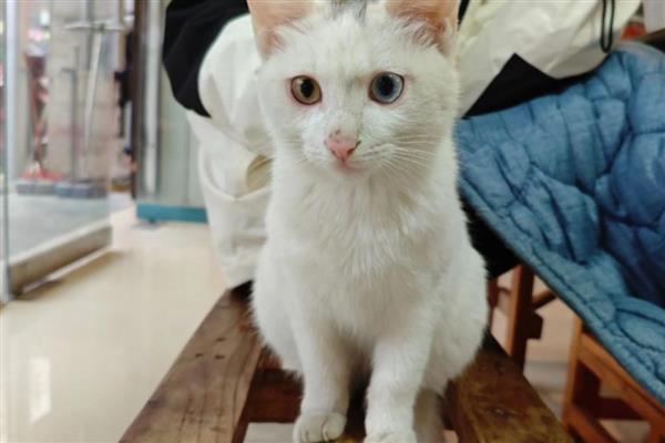 猫下泌尿道疾病的病因，干食物中的镁是形成的主要原因