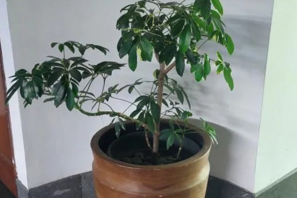 摇钱树的养殖方法,每天保持6-7小时的光照