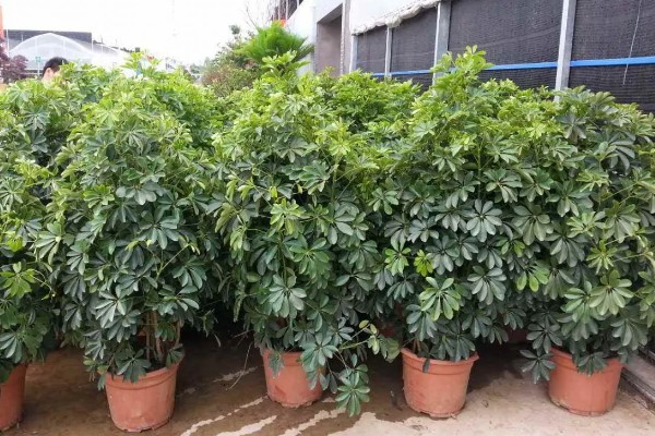 摇钱树的养殖方法,每天保持6-7小时的光照