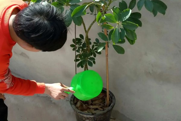 摇钱树的养殖方法,每天保持6-7小时的光照