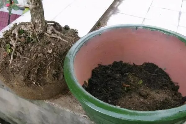摇钱树的养殖方法,每天保持6-7小时的光照