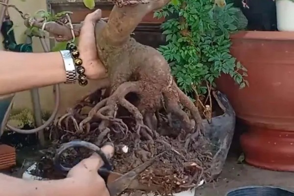 摇钱树的养殖方法,每天保持6-7小时的光照