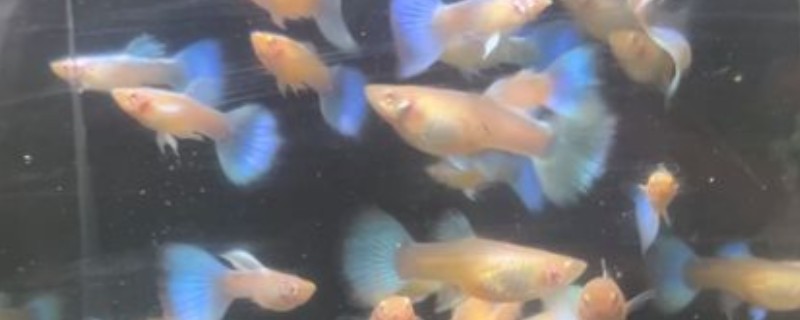 孔雀鱼生孩子的前兆，臀鳍会从圆形变成方形