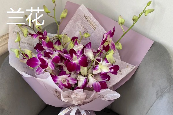 哪些花卉适合送给病人,可选择康乃馨、兰花等品种